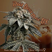 Root Beer Mac BX Feminised Seeds