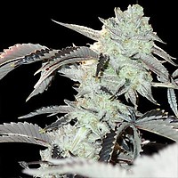 Frozen Gelato Feminised Seeds