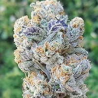 Slurricane Feminised Seeds