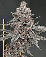 Sinferno Feminised Seeds