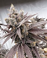 Shot Caller Feminised Seeds