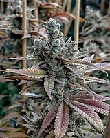 Lemon Elixir Feminised Seeds