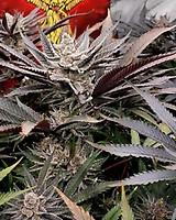 FX3 Feminised Seeds