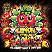 Lemon Strawberry Bomb Feminised Seeds