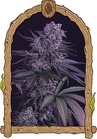 Quick Black Lemon Feminised Seeds