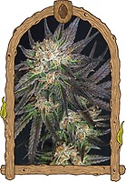Georgia Cream Feminised Seeds
