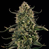 Mac Dawg XXL Auto Feminised Seeds