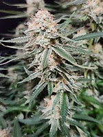 Chill Out OG F4 Regular Seeds