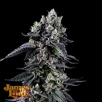 Triangle Lemon Cherry Feminised