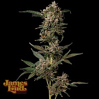 Petrol Pop Feminised Seeds
