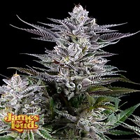 Gee Zee Feminised Seeds