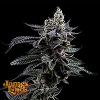 Feel The Rainbow Feminised Seeds