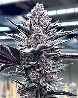Pink Milk Feminised Seeds