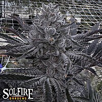 Butter Balm Feminised Seeds
