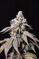 Blueberry Fudge Feminised Seeds