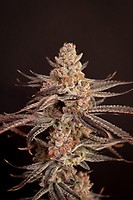 Boardwalk Bubba Feminised Seeds