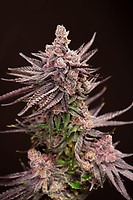 Depth Charge Feminised Seeds