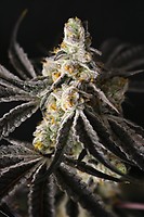 Funky Fuego Feminised Seeds