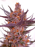 Spanish Moon S1 Feminised Seeds