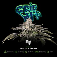 Gridlock Feminised Seeds