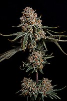 Super Drip Feminised Seeds