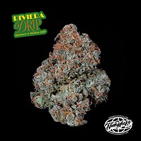 Riviera Drip Feminised Seeds