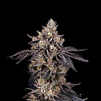 Bens & Cherry Feminised Seeds