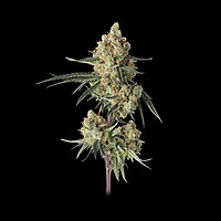 Sour Berry Shake Feminised Seeds
