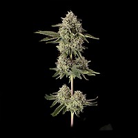 Super Belts Feminised Seeds