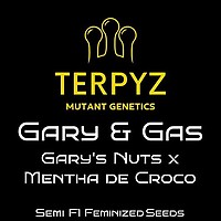 Gary & Gas Feminised Seeds