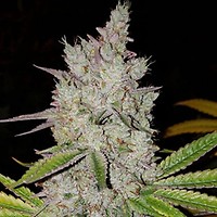 Lilac Diesel RBX2 Auto Feminised Seeds