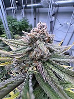 Cherry Cola RF3 Auto Feminised Seeds