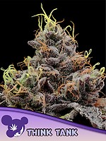 Think Tank Feminised Seeds