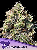 Roswell Code Feminised Seeds