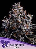 Grape Pop Rocks Auto Feminised Seeds