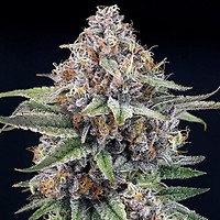 EyeBallz Feminised Seeds