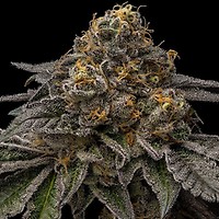 Break Pad Breath Feminised Seeds