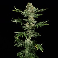 Freaky Ryder Auto Regular Seeds