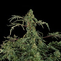 Freaky Fast F1 BX Regular Seeds