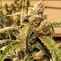 Banana Jealousy IBL Auto Feminised Seeds