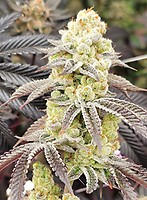 Aurelium Feminised Seeds