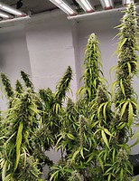 Colossus Feminised Seeds