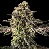 Sugar Rock by Cookies Feminised Seeds