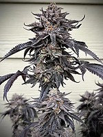 Zodaza Feminised Seeds