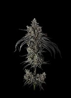 Zoda BX1 Feminised Seeds
