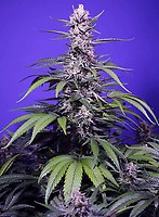 Permanent Marker XL Auto Feminised Seeds