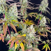 Fruit Bomb Punch Feminised Seeds