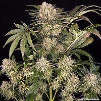 AK47 Feminised Seeds