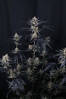 Guava Runtz Auto Feminised Seeds