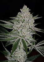 Shishka Lemonade Feminised Seeds